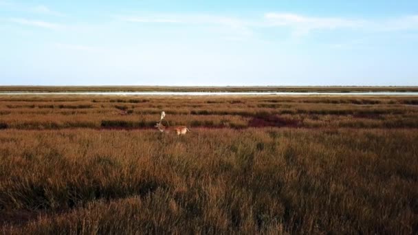 Vista Aérea Ciervos Estepa Otoño Ciervos Sika Estepa Otoño Rebaño — Vídeos de Stock