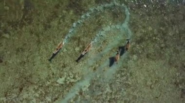 Sığ sulardaki geyikleri, sonbahar gölündeki geyikleri, güz bozkırlarındaki geyik sürülerini, vahşi doğadaki geyiklerin havadan görünüşünü.