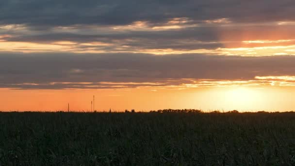 玉米地里的夕阳西下 草原上的夕阳西下 草原上的夕阳西下 田野上的夕阳西下 田野上的晨阳西下 — 图库视频影像