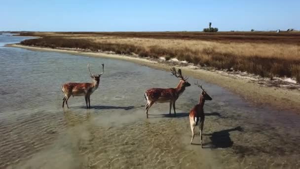 Aerial View Deers Lakeshore Sika Deers Autumn Steppe Herd Deer — Stock Video