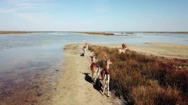 Göl kıyısındaki geyiklerin hava manzarası, sonbahar bozkırlarındaki geyik sürüsü, bozkır bozkırlarındaki geyik sürüsü, vahşi doğadaki geyiklerin hava manzarası.
