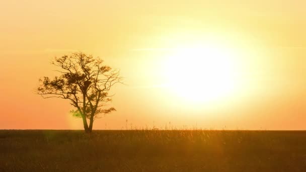 Arbre solitaire au coucher du soleil dans la prairie, arbre au coucher du soleil dans la steppe, coucher du soleil dans la prairie 