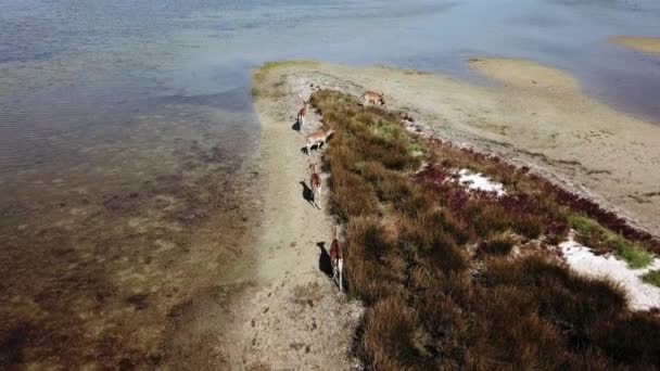 Vista Aérea Ciervos Orilla Del Lago Ciervos Sika Estepa Otoño — Vídeos de Stock