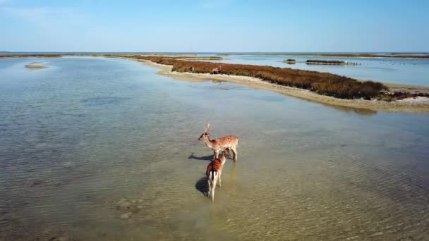 Aerial View Deers Lakeshore Sika Deers Autumn Steppe Herd Deer — Stock Video