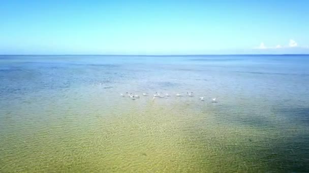Aerial View Flocks Birds Small Islands Sea Aerial View Seagulls — Stock Video
