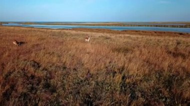 Geyiklerin sonbahar bozkırlarındaki hava manzarası, sonbahar bozkırlarındaki geyik sürüsü, bozkır bozkırlarındaki geyik sürüsü, vahşi doğadaki geyiklerin hava manzarası.
