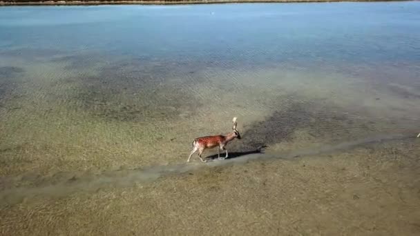 Luftaufnahme Von Hirschen Flachen Wasser Sikahirschen Herbstsee Rotwildherden Herbst Steppenantenne — Stockvideo