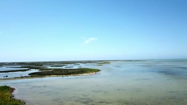 vue aérienne du mouflon courant en eau peu profonde, troupeau de cerfs sur un banc de sable, survol de la famille des cerfs sur l'île, vue aérienne des cerfs sur l'île de Dzharylgach 