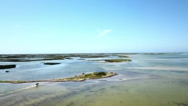 Flygfoto Musflon Som Rinner Grunt Vatten Hjord Hjort Sandbanksantenn Flygning — Stockvideo