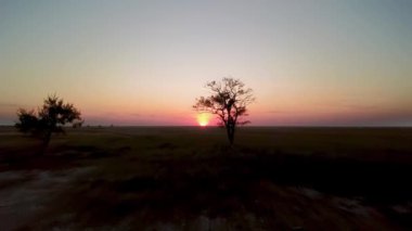 Çayırda gün batımında ağaç manzarası bozkırda gün batımında yalnız ağaç bozkırda gün batımında ağaç bozkırda gün batımında çayır