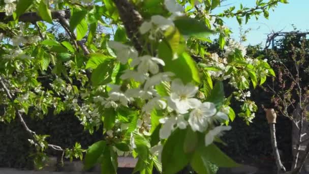 Fleur Pommier Gros Plan Gros Plan Fleurs Pommier Dans Pommier — Video