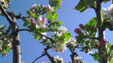 Elma çiçeklerini kapat, elma çiçeklerini kapat, çiçek açan elma ağacının dalını, meyveleri, Nisan çiçeğini, beyaz bahar çiçeklerini.