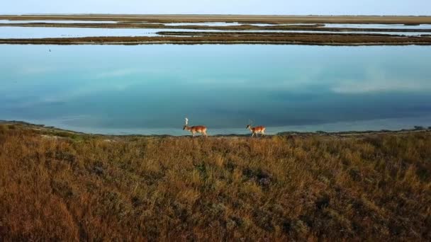 Vista Aérea Familia Ciervos Lago Rebaño Ciervos Banco Arena Aérea — Vídeo de stock