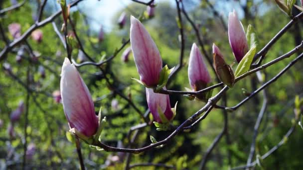 ピンクのモクレンの芽 ピンクの木蓮の花ピンクの木の枝 マグノリアの木の花 空の背景のピンクのマグノリア花モクレン ピンク マグノリア花 — ストック動画