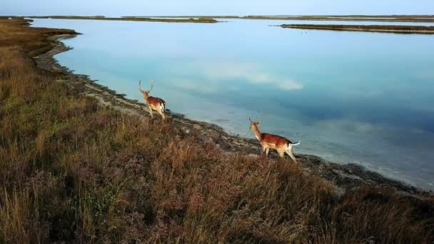 Vista Aerea Della Famiglia Cervi Sul Lago Mandria Cervi Banco — Video Stock