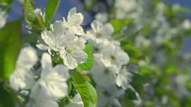 Appelbloesem Close Close Van Appelbloesems Een Bloeiende Appelboom Tak Van — Stockvideo