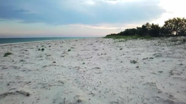 Vuelo Sobre Una Playa Arena Desierta Junto Mar Olivo Junto — Vídeos de Stock