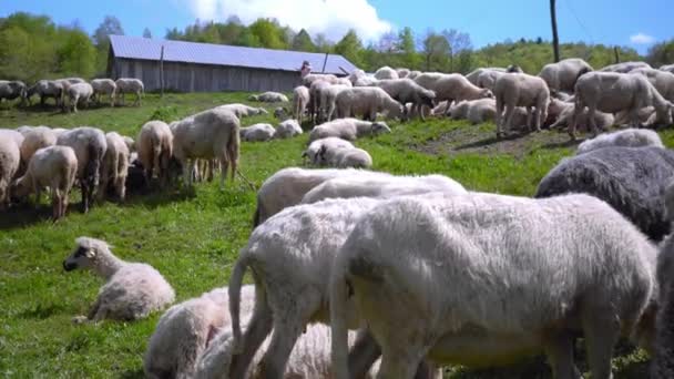 牧草地で羊の群れ 春の牧草地で羊放牧の群れ 農村部の農場で羊放牧のグループ — ストック動画