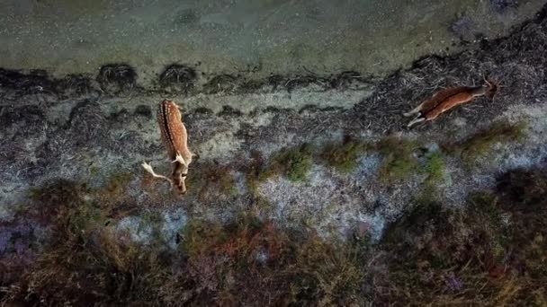 Couple Cerfs Sika Sur Bord Lac Automne Vue Aérienne Des — Video