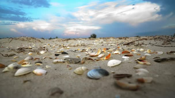 Muszle Piasku Bliska Seashell Piaszczystej Plaży Zachodzie Słońca Zamknij Wiele — Wideo stockowe