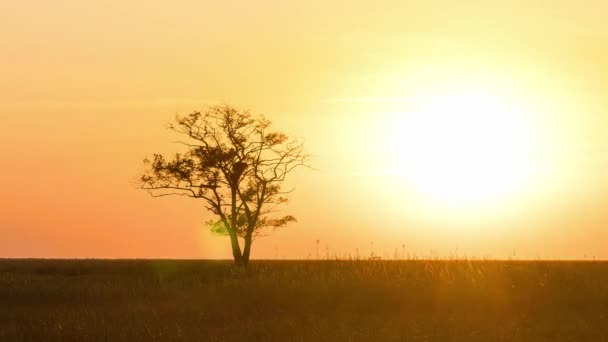 Arbre solitaire au coucher du soleil dans la prairie, arbre au coucher du soleil dans la steppe, coucher du soleil dans la prairie 