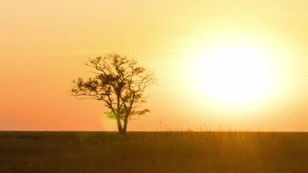 Árbol Solitario Atardecer Pradera Lapso Tiempo Árbol Atardecer Estepa Puesta — Vídeos de Stock