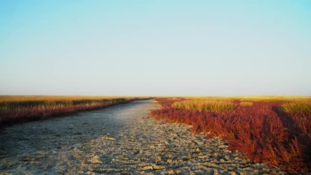 秋天草原的色彩在日出时 红草在日出时 黎明在草原上 日出在草原上 晨阳在草原上 — 图库视频影像