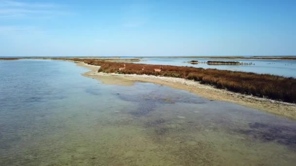 Vista Aérea Veados Margem Lago Veados Sika Estepe Outono Rebanho — Vídeo de Stock