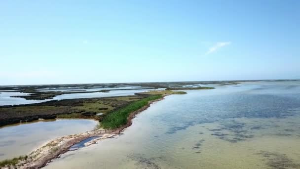 Flygfoto Musflon Som Rinner Grunt Vatten Hjord Hjort Sandbanksantenn Flygning — Stockvideo