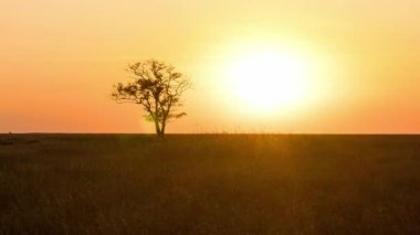 Bozkırda gün batımında yalnız ağaç, bozkırda gün batımında ağaç, bozkırda gün batımında çayırda gün batımı.