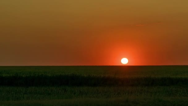 Zonsopgang Tarweveld Tijd Verval Dageraad Steppe Tijd Verval Zonsopgang Prairie — Stockvideo