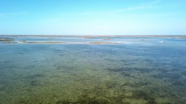 vue aérienne du troupeau de cygnes blancs sur les îles, vue aérienne du troupeau d'oiseaux au-dessus de la mer, vue aérienne des oiseaux migrateurs sur la mer peu profonde, les cygnes blancs décollent de l'eau 
