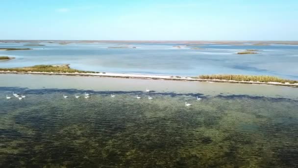 vue aérienne du troupeau de cygnes blancs sur les îles, vue aérienne du troupeau d'oiseaux au-dessus de la mer, vue aérienne des oiseaux migrateurs sur la mer peu profonde, les cygnes blancs décollent de l'eau 