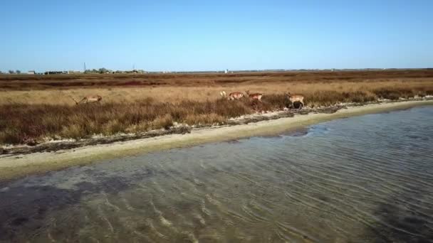 Vue Aérienne Cerfs Dans Steppe Automne Cerfs Sika Dans Steppe — Video