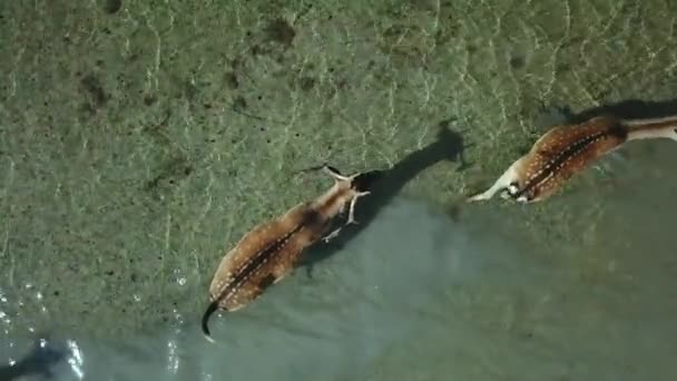 浅い水の鹿の空中ビュー 秋の湖の鹿鹿 秋の草原の鹿の群れ空中 野生の鹿の空中ビュー — ストック動画