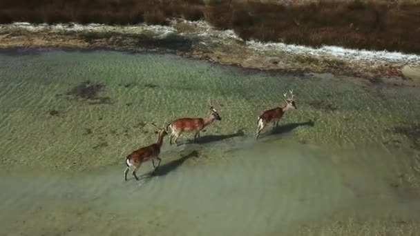 浅い水の鹿の空中ビュー 秋の湖の鹿鹿 秋の草原の鹿の群れ空中 野生の鹿の空中ビュー — ストック動画