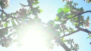 elma çiçeği yakın, yakın çekim elma çiçekleri çiçek açan bir elma ağacında, çiçek açması elma ağacı, meyve bitki, Şubesi Nisan beyaz elma çiçek çiçek açması,