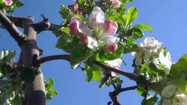 Apple Blossom Blisko Zbliżenie Kwiaty Jabłko Kwitnących Jabłoni Gałąź Kwitnąca — Wideo stockowe