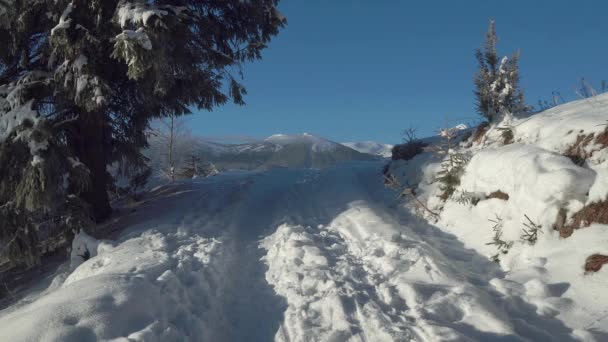 在冬天的山中的路 在冬天的山中的人行道 在雪林中的路 — 图库视频影像