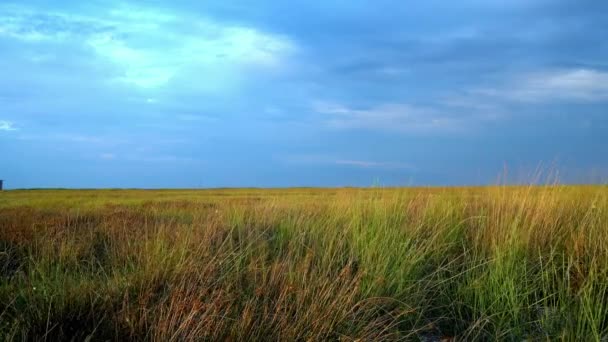 Steppe Sunset Wild Steppe Sunset Close Wild Steppe Grass Sunset — ストック動画