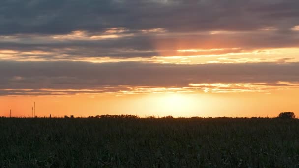 Sunset Corn Field Time Lapse Sunset Steppe Sunset Prairie Red — Stock Video