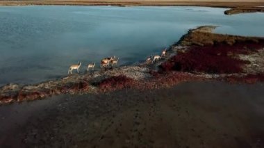 Göl üzerinde geyik sürüsü, kumsal havasında geyik sürüsü, adadaki geyik ailesinin üzerinden uçmak, Dzharylgach adasındaki geyiklerin hava manzarası.