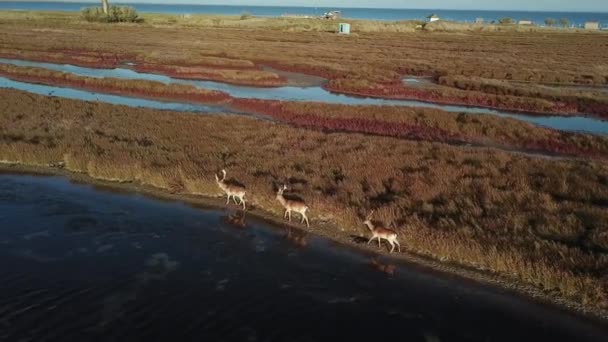 Göl Kıyısındaki Geyiklerin Hava Manzarası Sonbahar Bozkırlarındaki Geyik Sürüsü Bozkır — Stok video