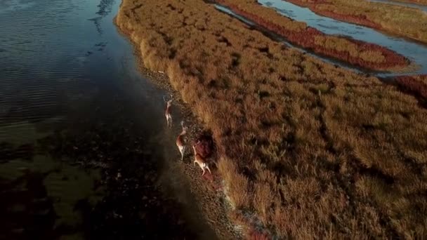Letecký Pohled Jeleny Břehu Jezera Sika Jeleny Podzimní Stepi Stádo — Stock video