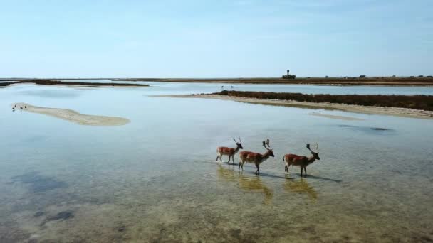 Vista Aérea Ciervos Aguas Poco Profundas Ciervos Sika Lago Otoño — Vídeo de stock