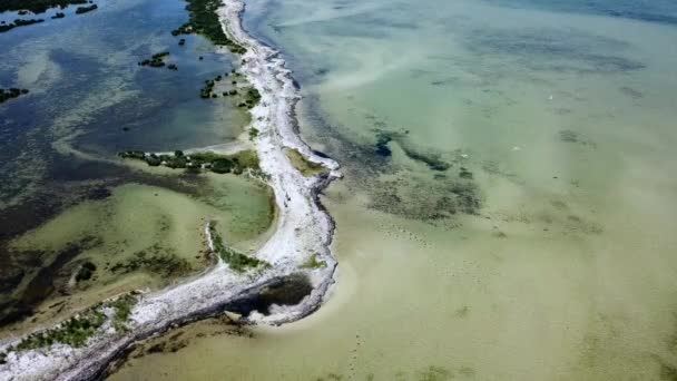 Vanuit Lucht Uitzicht Moeflon Ondiep Water Kudde Herten Een Zandbank — Stockvideo