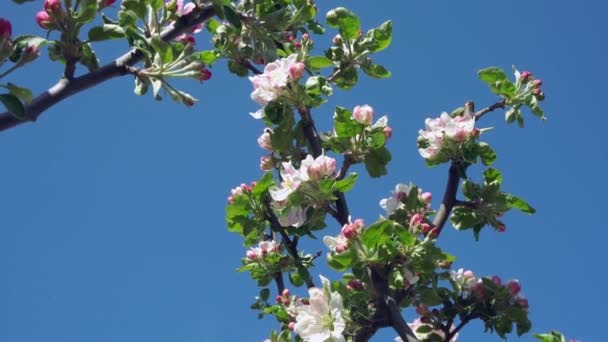 Kwiat Jabłoni Bliska Szczelnie Kwiat Jabłoni Kwitnącej Jabłoni Gałąź Kwitnącej — Wideo stockowe