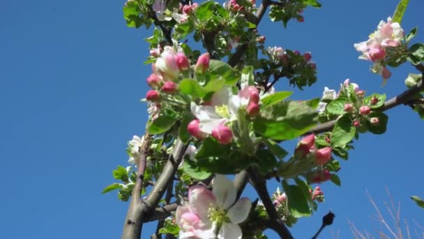 開花中のリンゴの木のリンゴの花の閉じる 開花中のリンゴの木の枝 果実植物 4月開花 白い春の花 — ストック動画