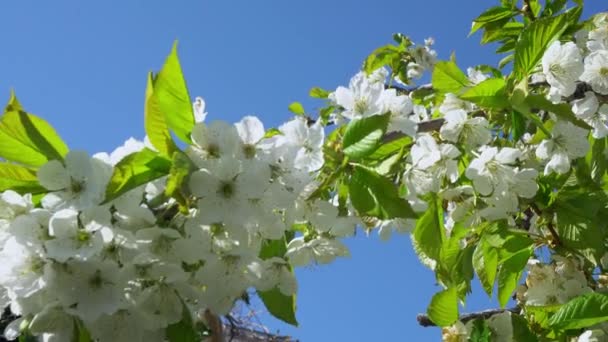 Flor Maçã Close Close Flores Maçã Uma Árvore Maçã Florescente — Vídeo de Stock