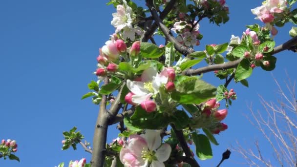 Apfelblüte Nahaufnahme Nahaufnahme Von Apfelblüten Einem Blühenden Apfelbaum Zweig Eines — Stockvideo